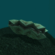 Giant Clam