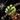 Tame Beast Icon