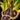 Golden Glider Icon