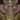 Stone Bulwark Totem Icon