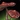 Fool's Cap Icon