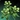 Silkweed Icon