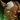 Sightblinder Shoulderguards Icon