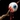 Mantid Eye Amulet Icon