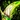 Bladedance Icon