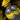 Mantid Elixir Icon